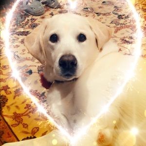 Meet your Posher, Dina